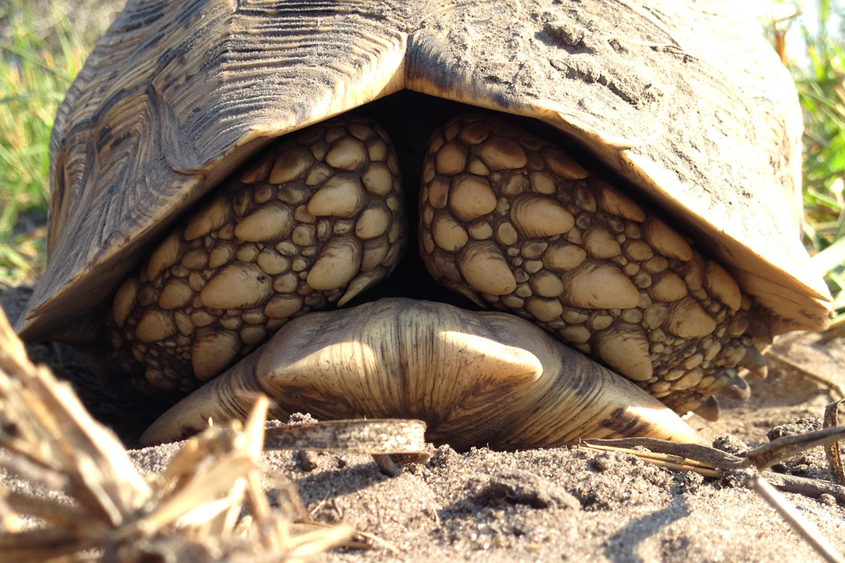 botswana/okavango_leopard_tortoise