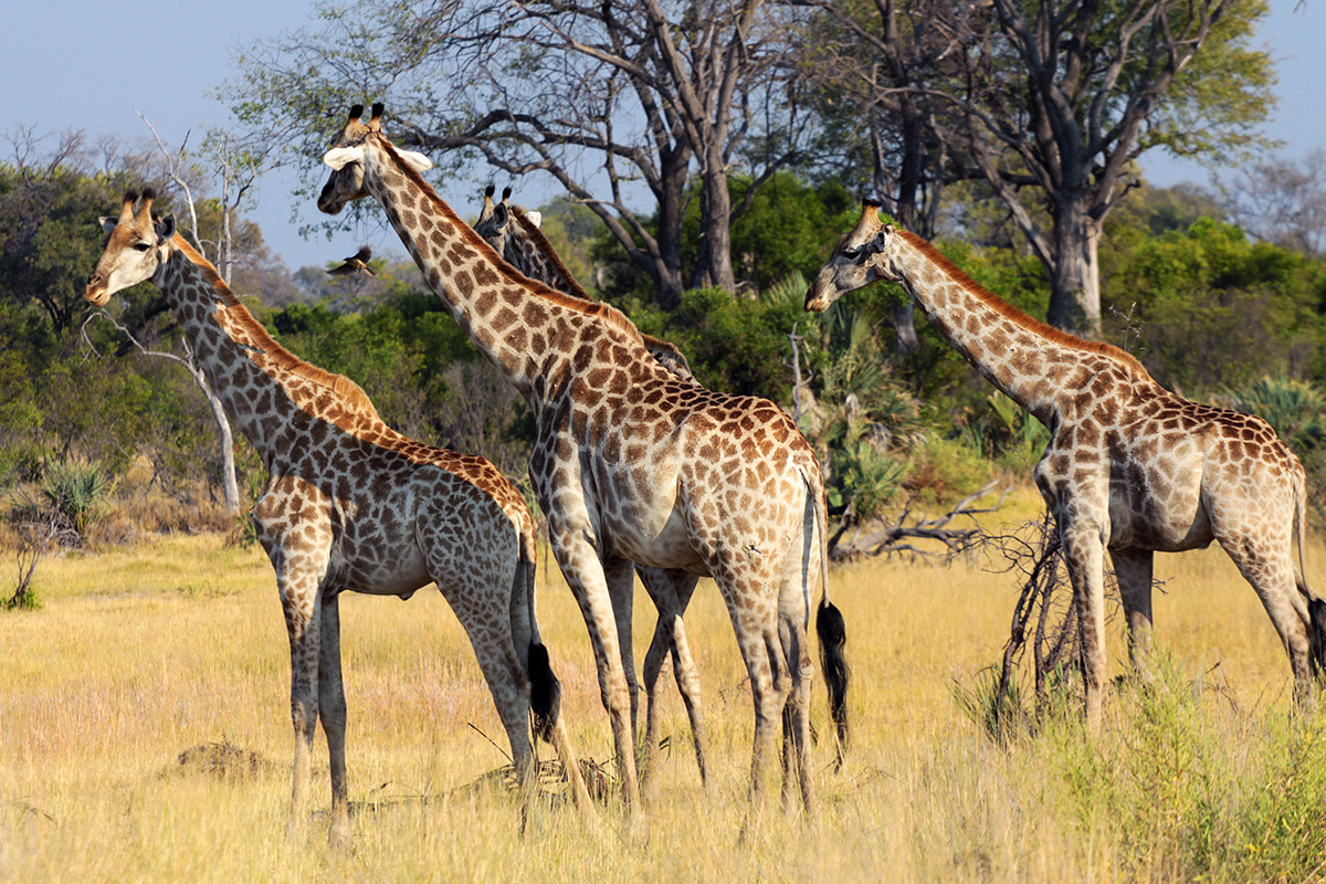 botswana/okavango_tubu_3_giraffes
