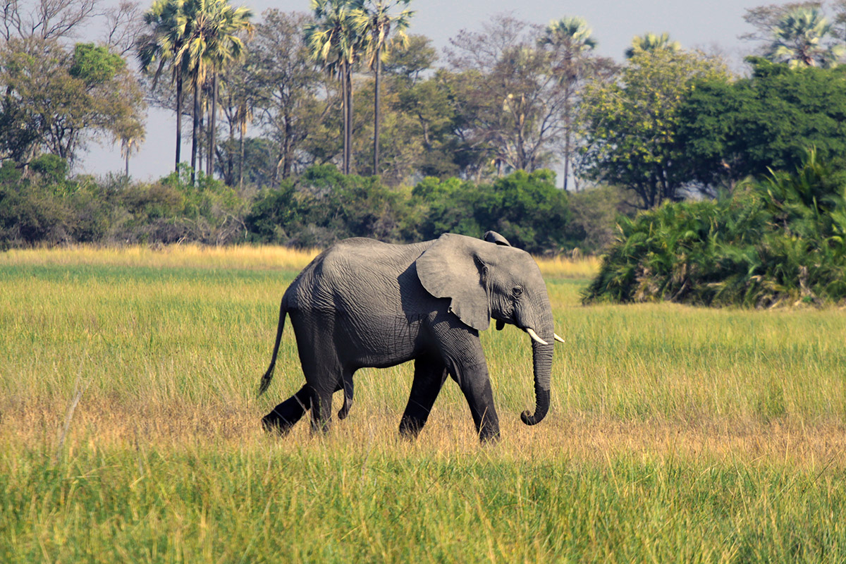botswana/okavango_tubu_elephant_plain_walking