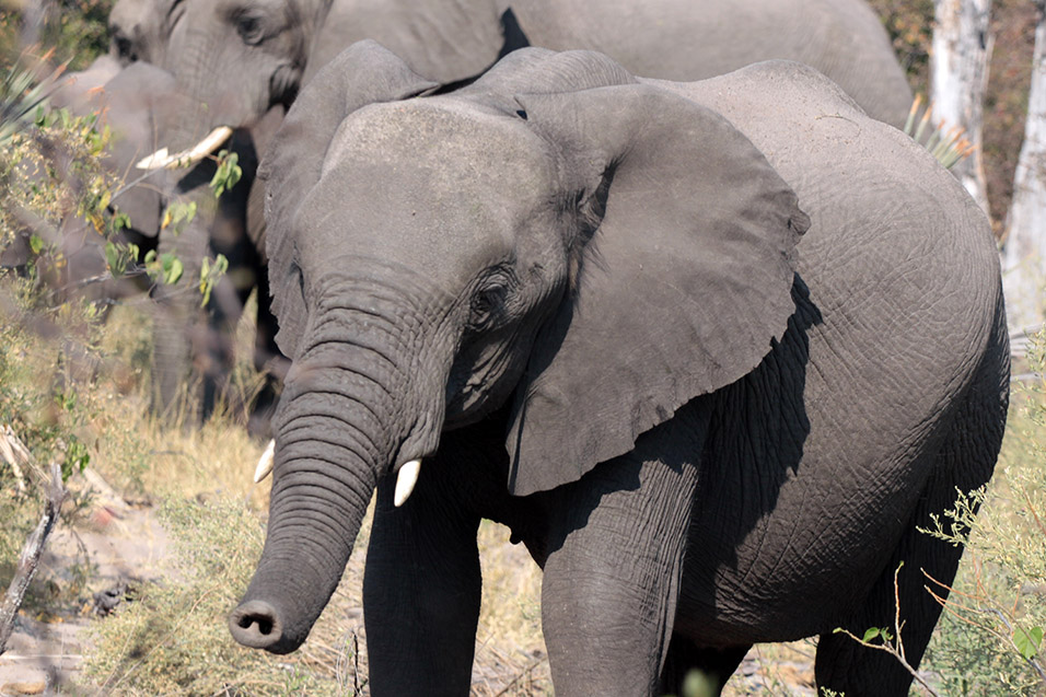 botswana/okavango_tubu_elephant_smelling