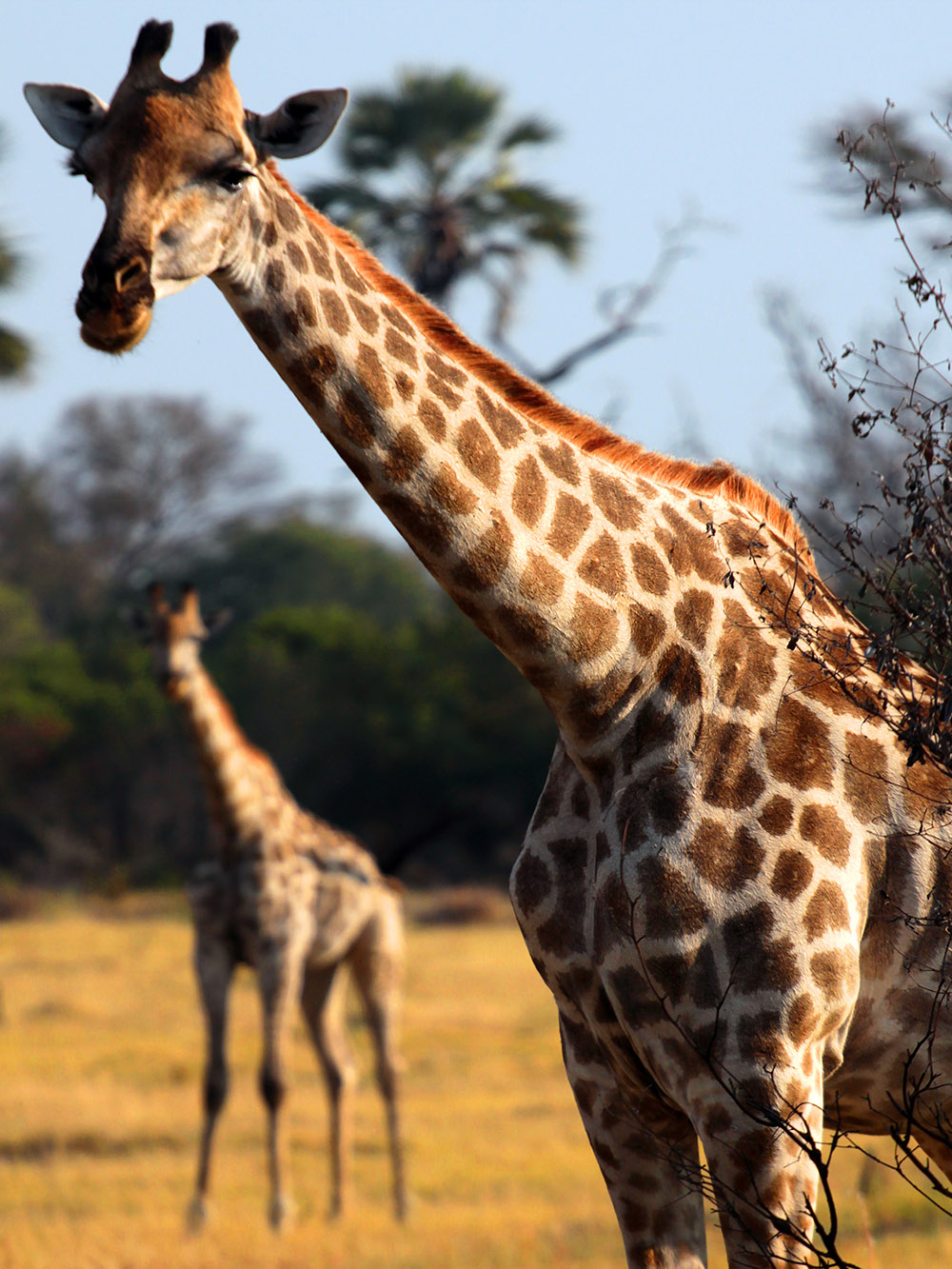 botswana/okavango_tubu_giraffe_blur