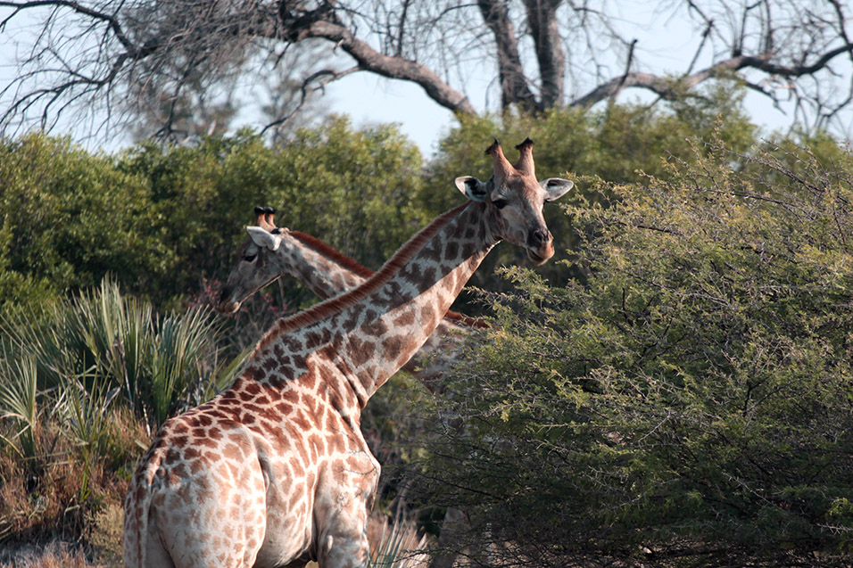 botswana/okavango_tubu_giraffe_branches