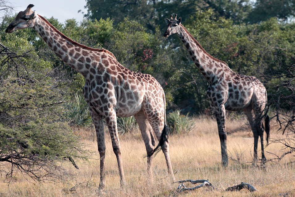 botswana/okavango_tubu_giraffe_posing