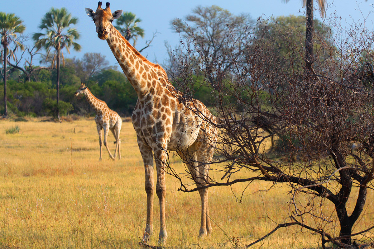 botswana/okavango_tubu_giraffes
