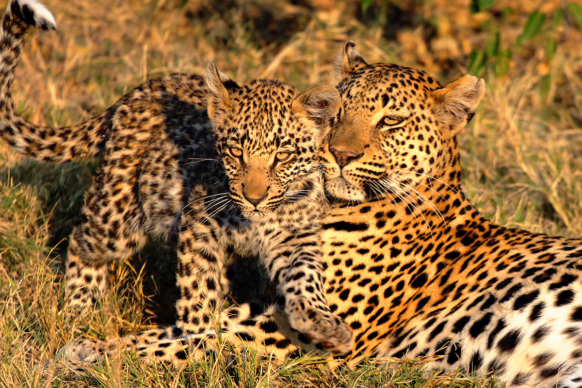 botswana/okavango_tubu_leopard_cub