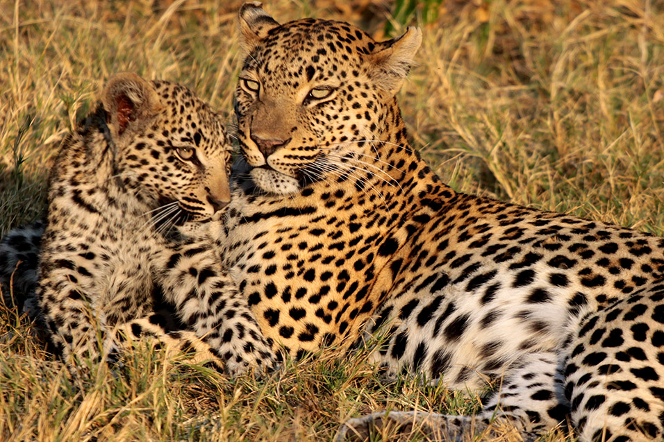 botswana/okavango_tubu_leopard_cub_change