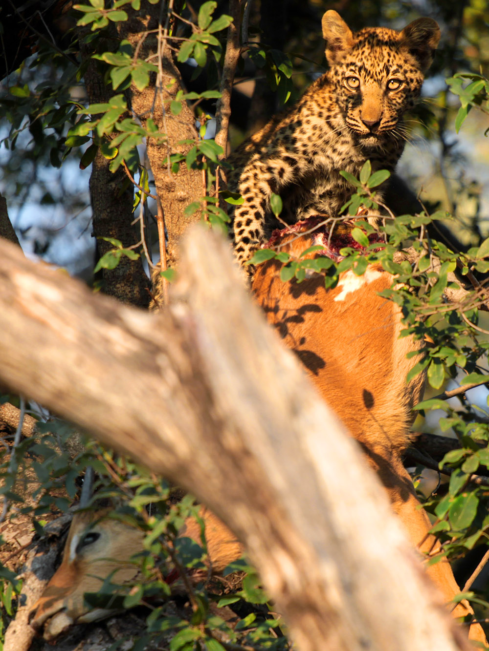 botswana/tubu_leopard_cub_eating_impala