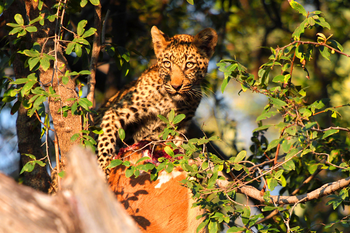 botswana/tubu_leopard_cub_impala