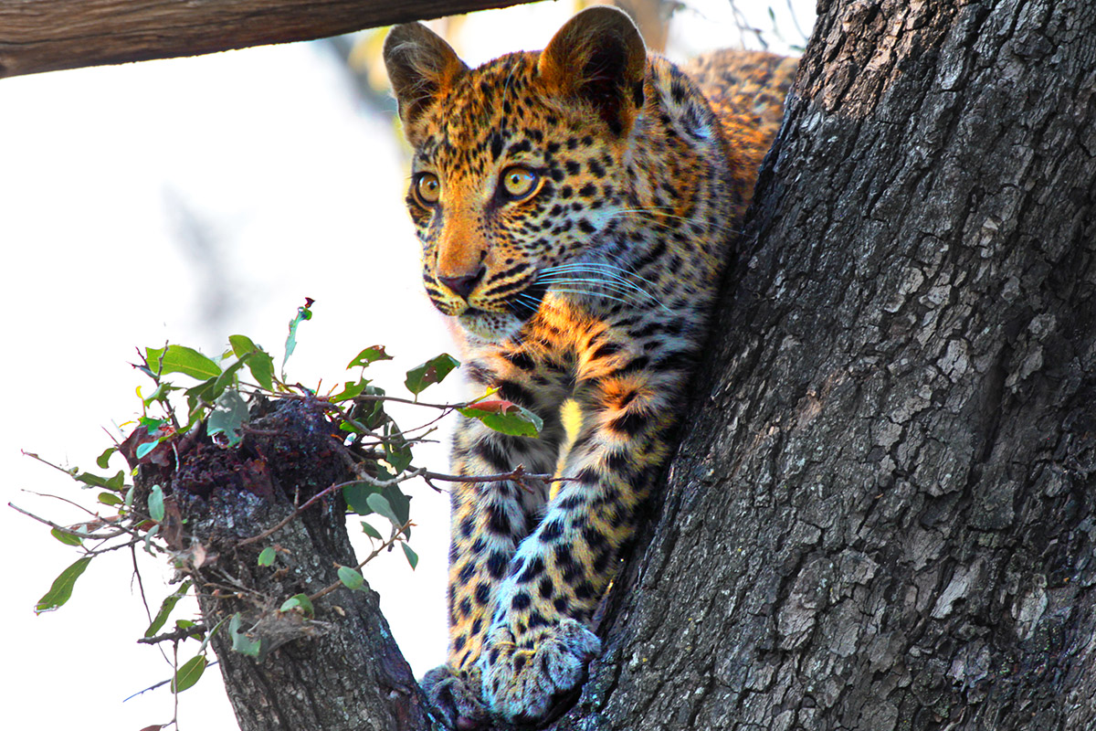 botswana/tubu_leopard_cub_tree