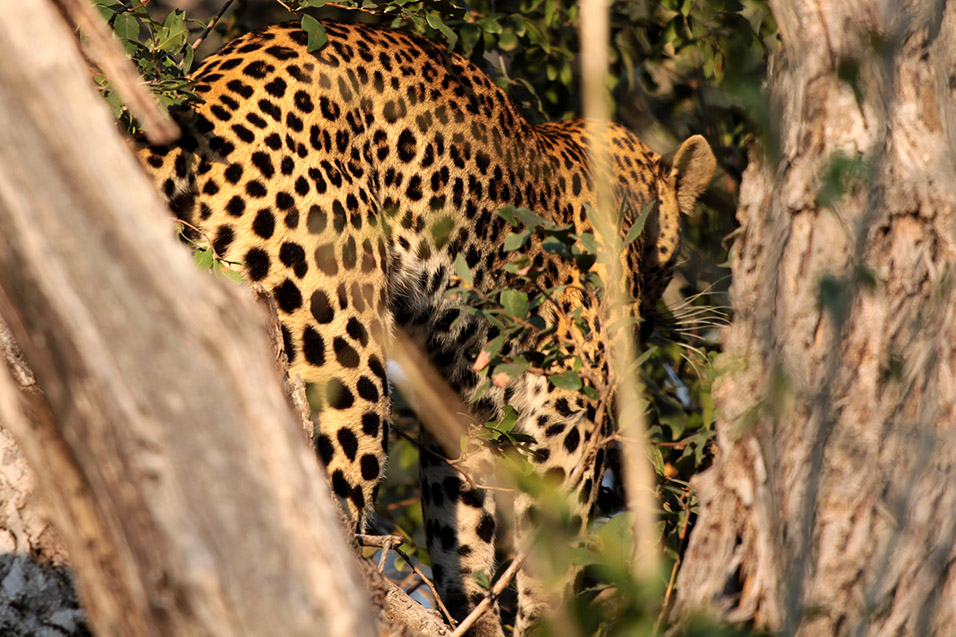 botswana/tubu_leopard_tree