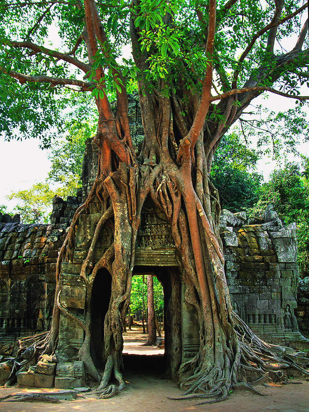 cambodia/angkor_door_tree_on_top