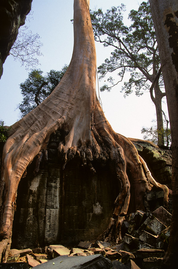 cambodia/angkor_gnarly_tree_roots