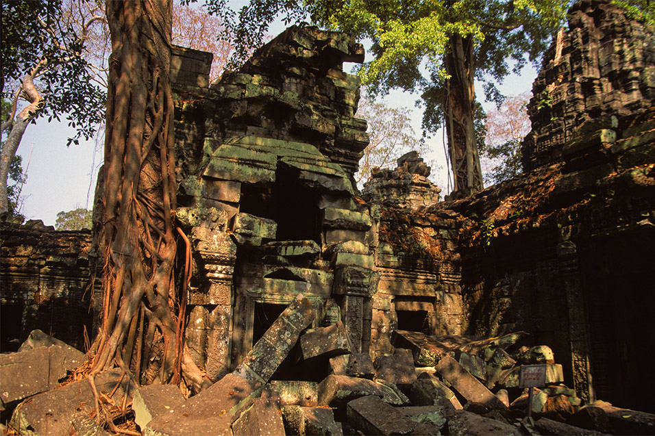 cambodia/angkor_roots_bricks_leaves