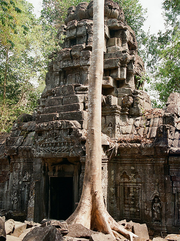 cambodia/angkor_tree_vert