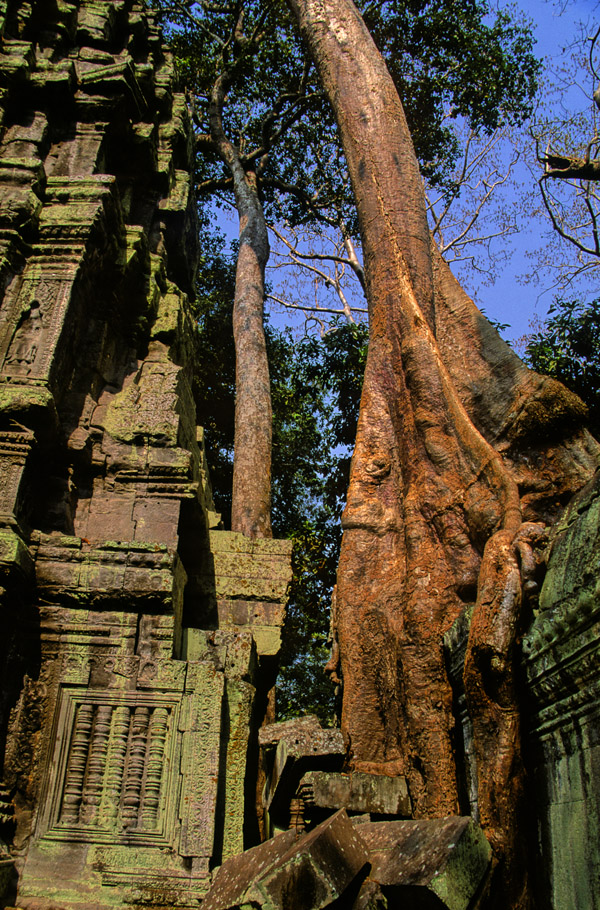 cambodia/angor_tree_huge_vert