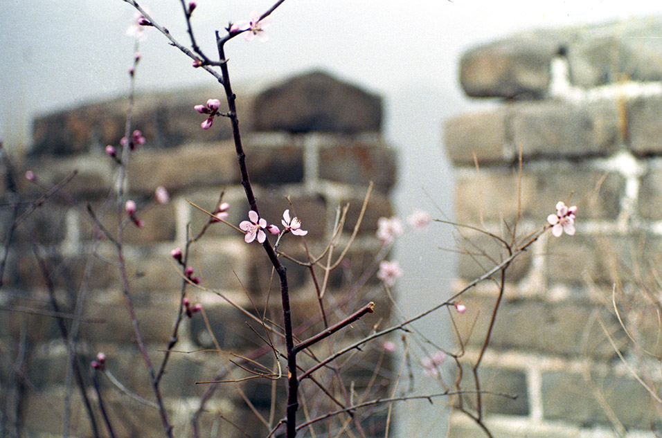 china/2001/wall_flower