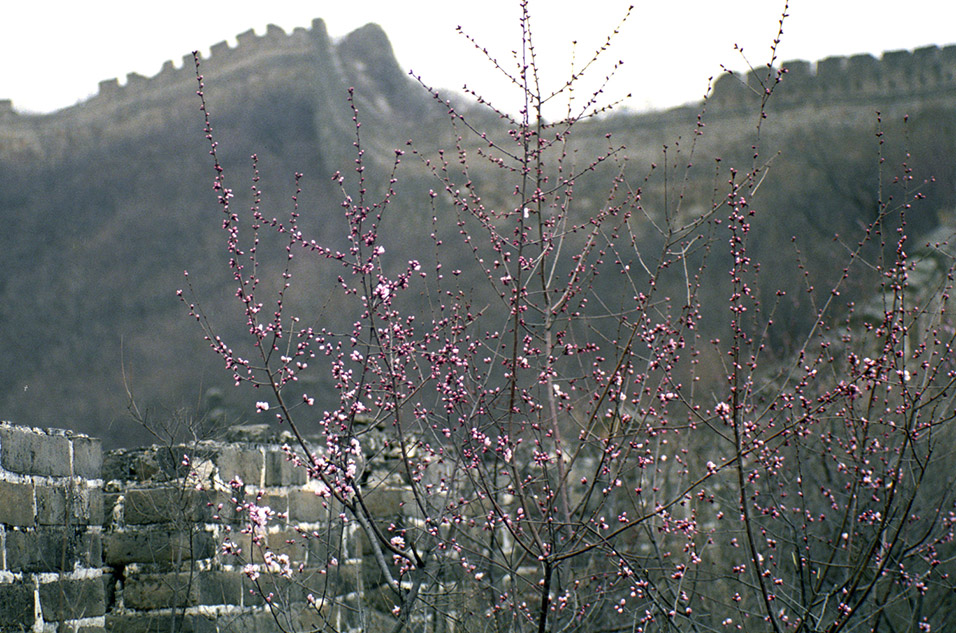 china/2001/wall_flowers_many