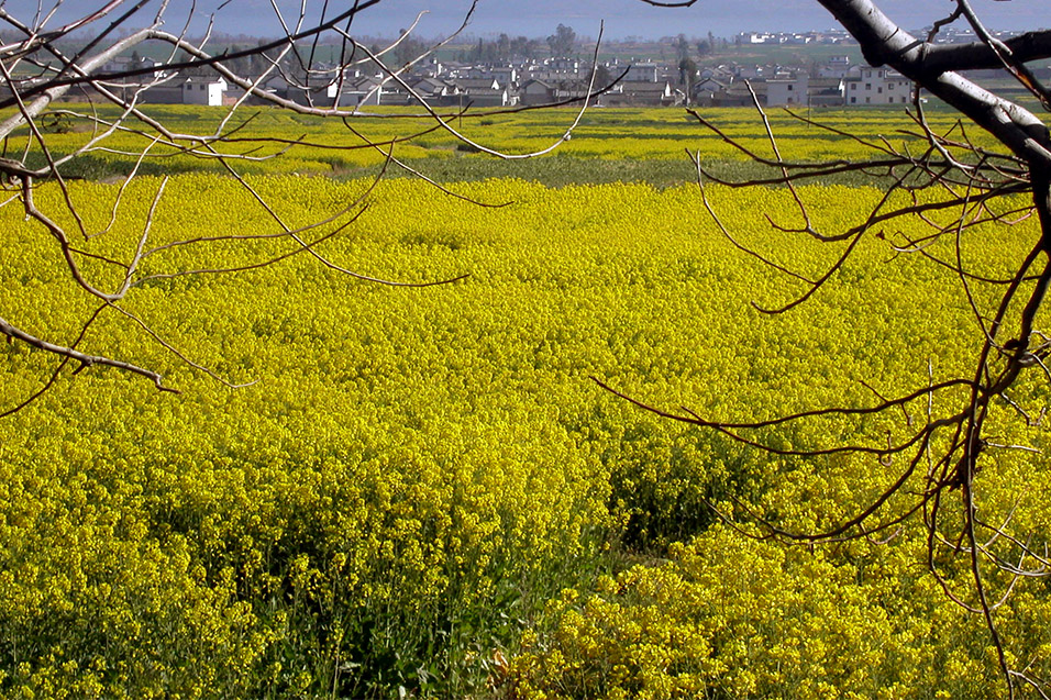 china/2004/dali_yellow_fields_forever_ever