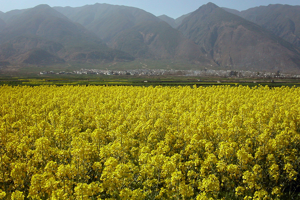 china/2004/dali_yellow_flower_fields_forever