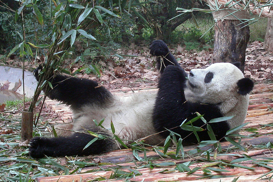 china/2004/panda_laying_eating