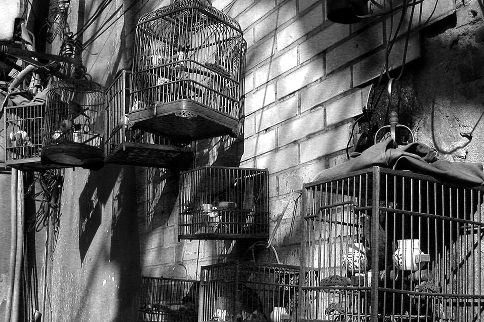 china/2004/shanghai_bird_cages_bw