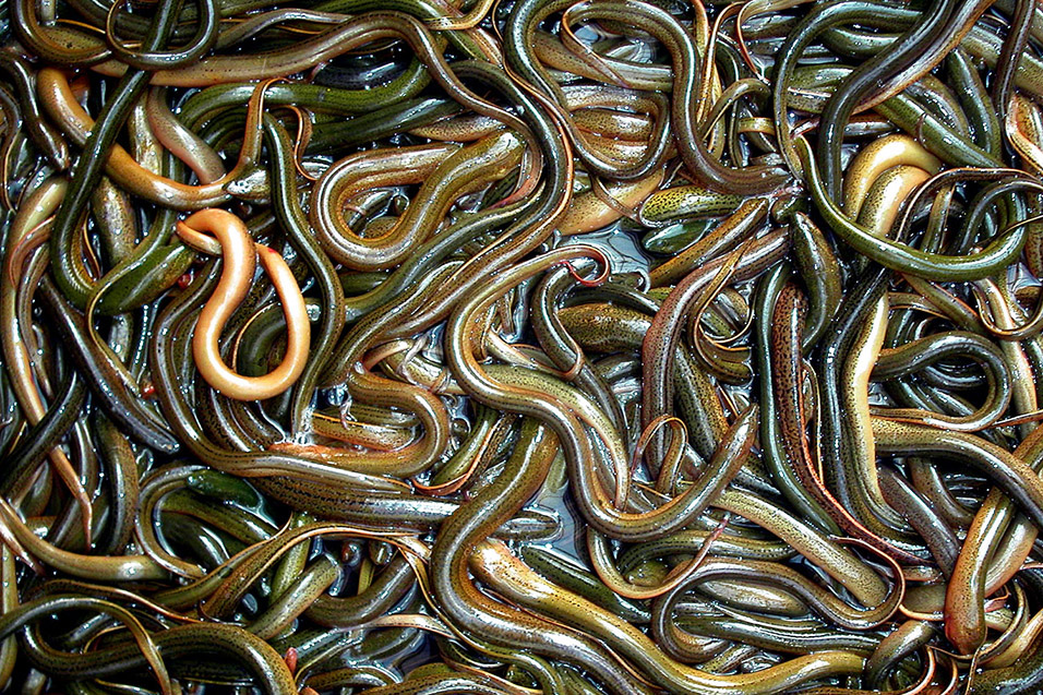 china/2004/xian_snakes