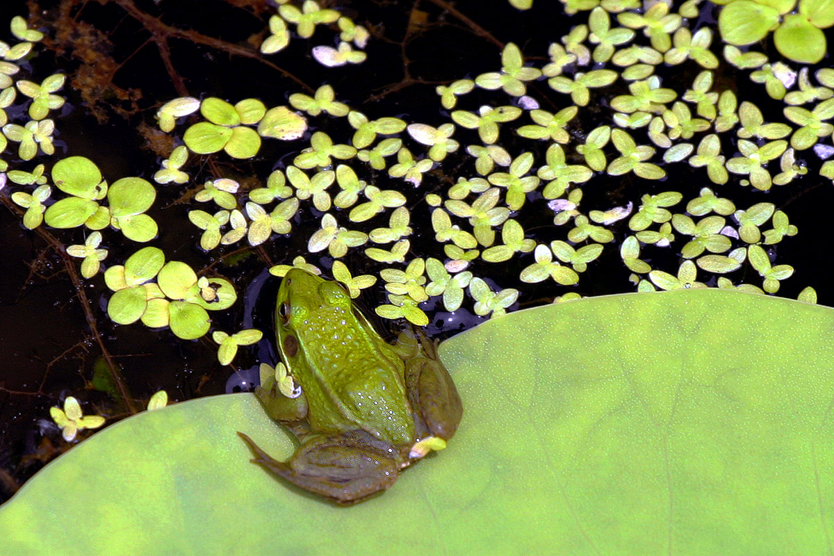 china/2006/hongcun_frog