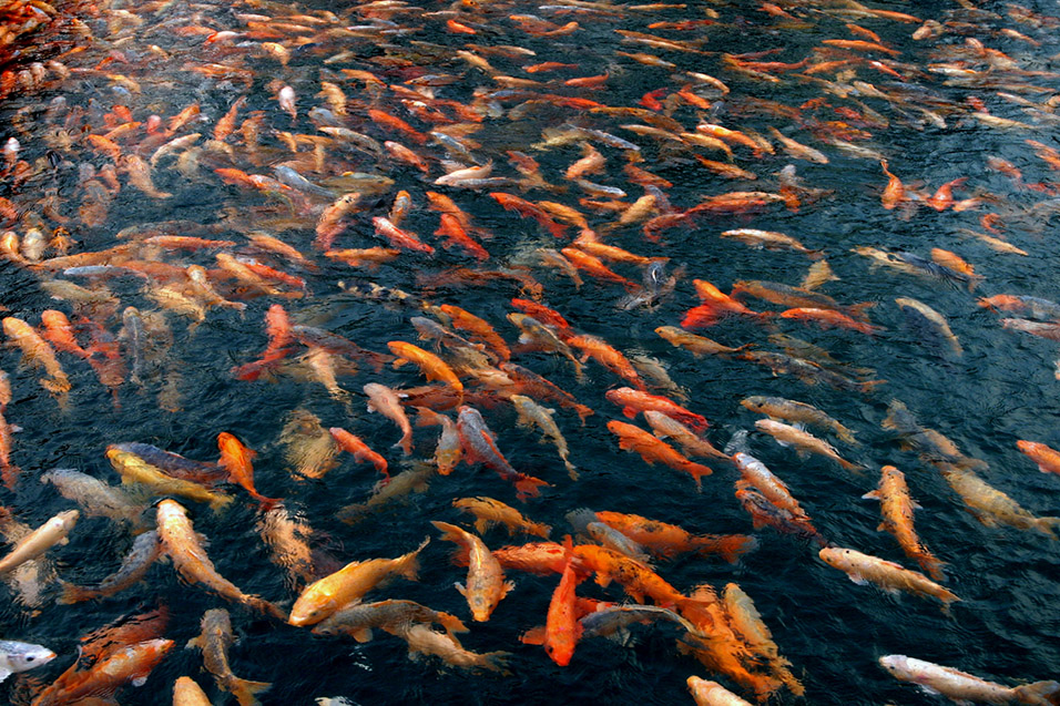 china/2006/qian_dao_hu_fishes_millions