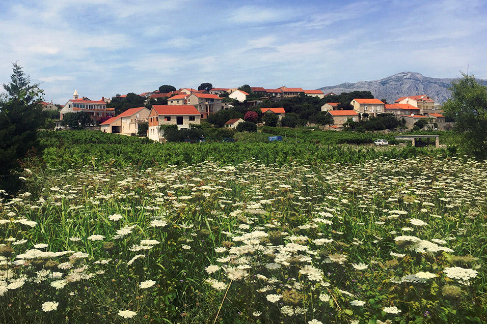 croatia/2016/korcula_village_flowers