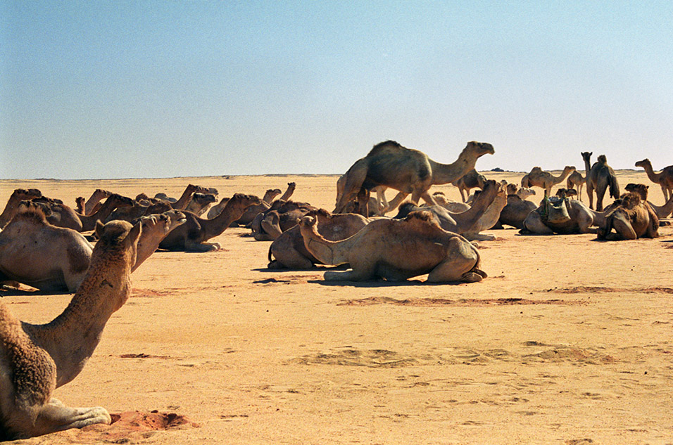 egypt/1996/abu_camels