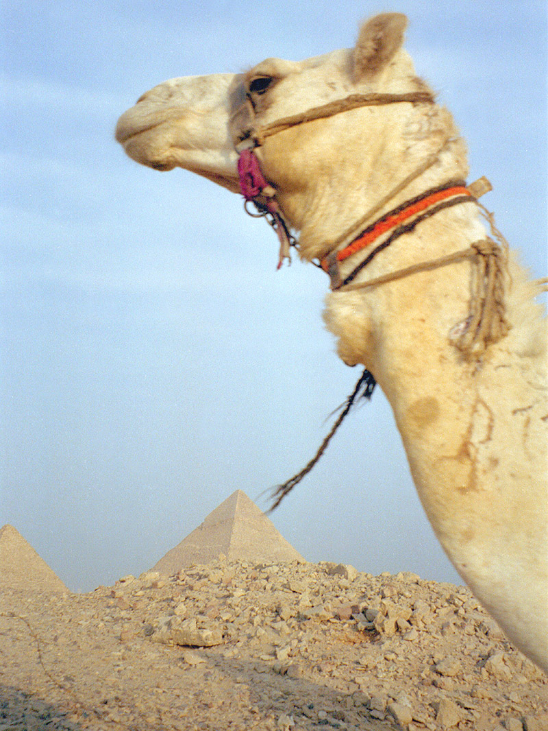 egypt/1998/pyramids_camels_head