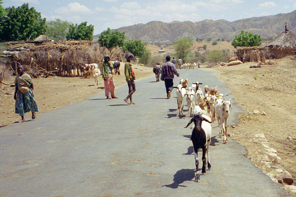 eritrea/border_goats