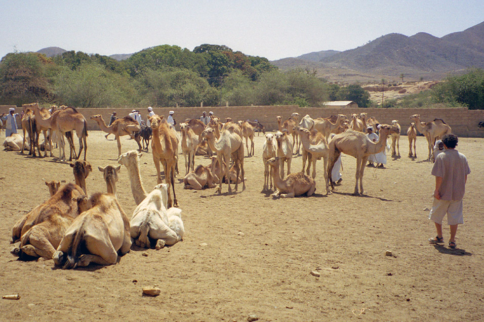 eritrea/karen_animal_market_brian