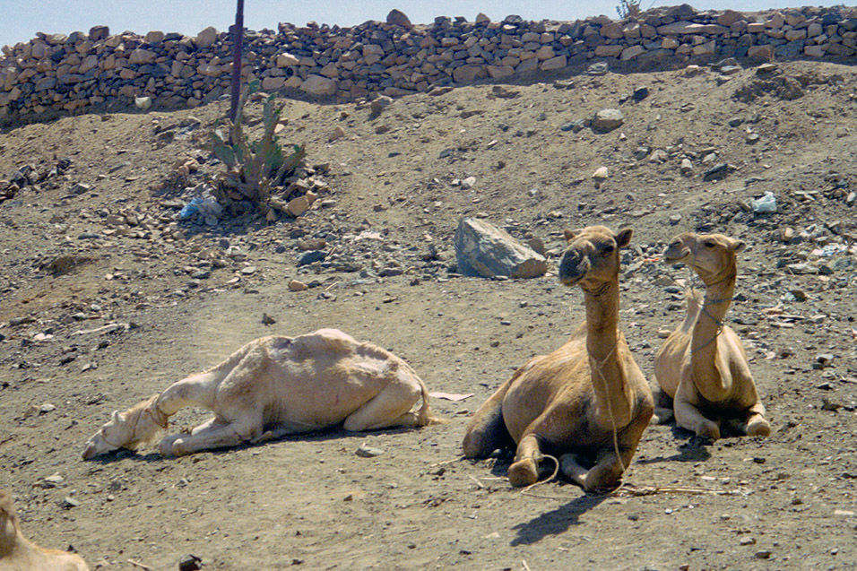 eritrea/karen_animal_market_camel_miserable