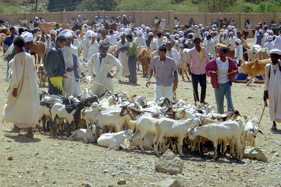 eritrea/karen_animal_market_goats_people