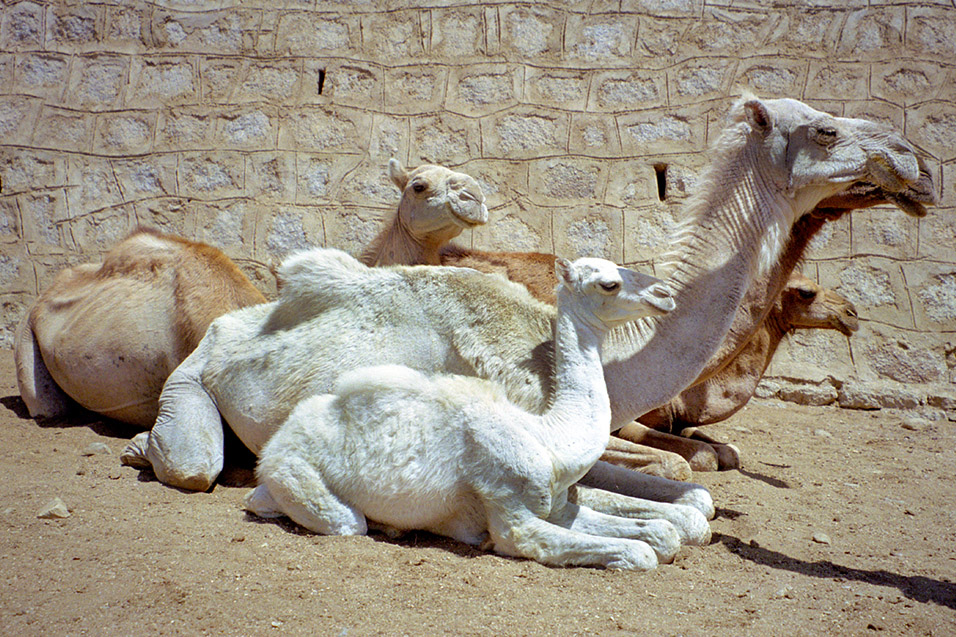eritrea/karen_animal_market_three_camels