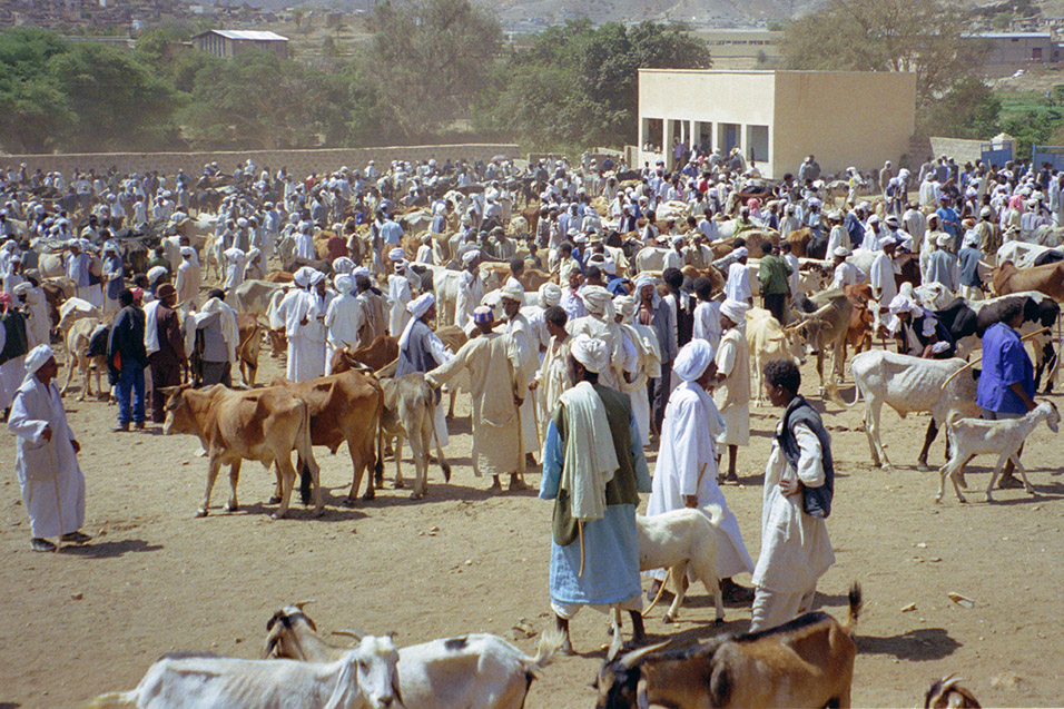 eritrea/karen_animal_market_view