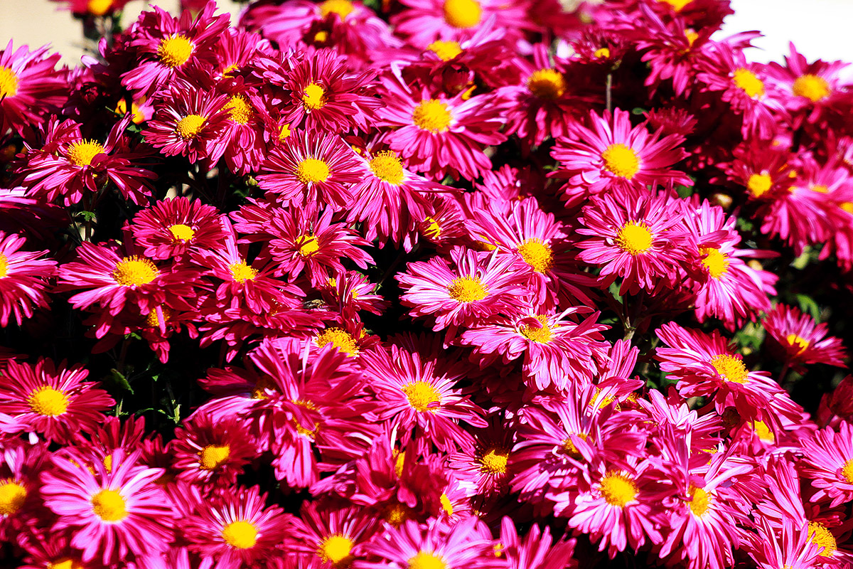 france/2011/jardin_luxembourg_pink_flowers_wide