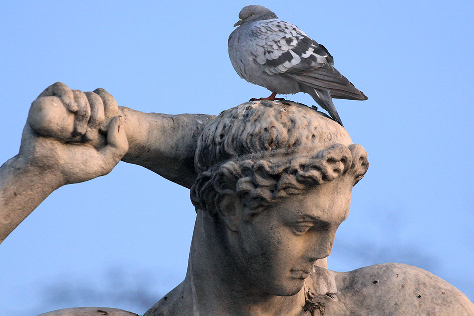 france/2011/paris_tuillares_statue_pigeon