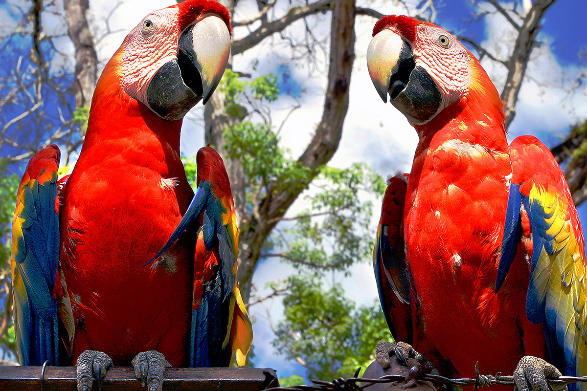 honduras/macaws_fence