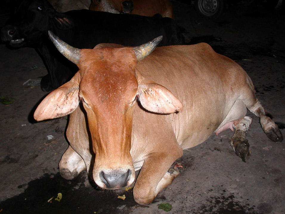 india/delhi_cows_night