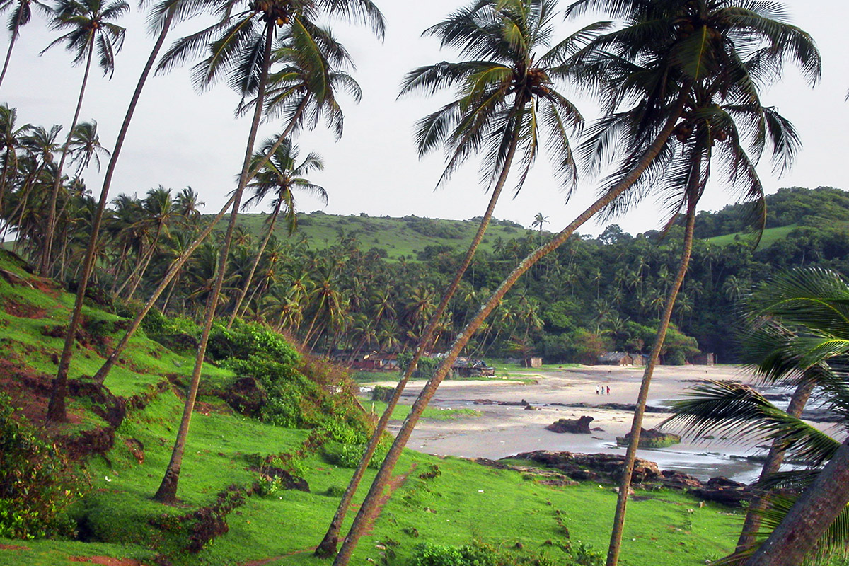 india/goa_beach_palms