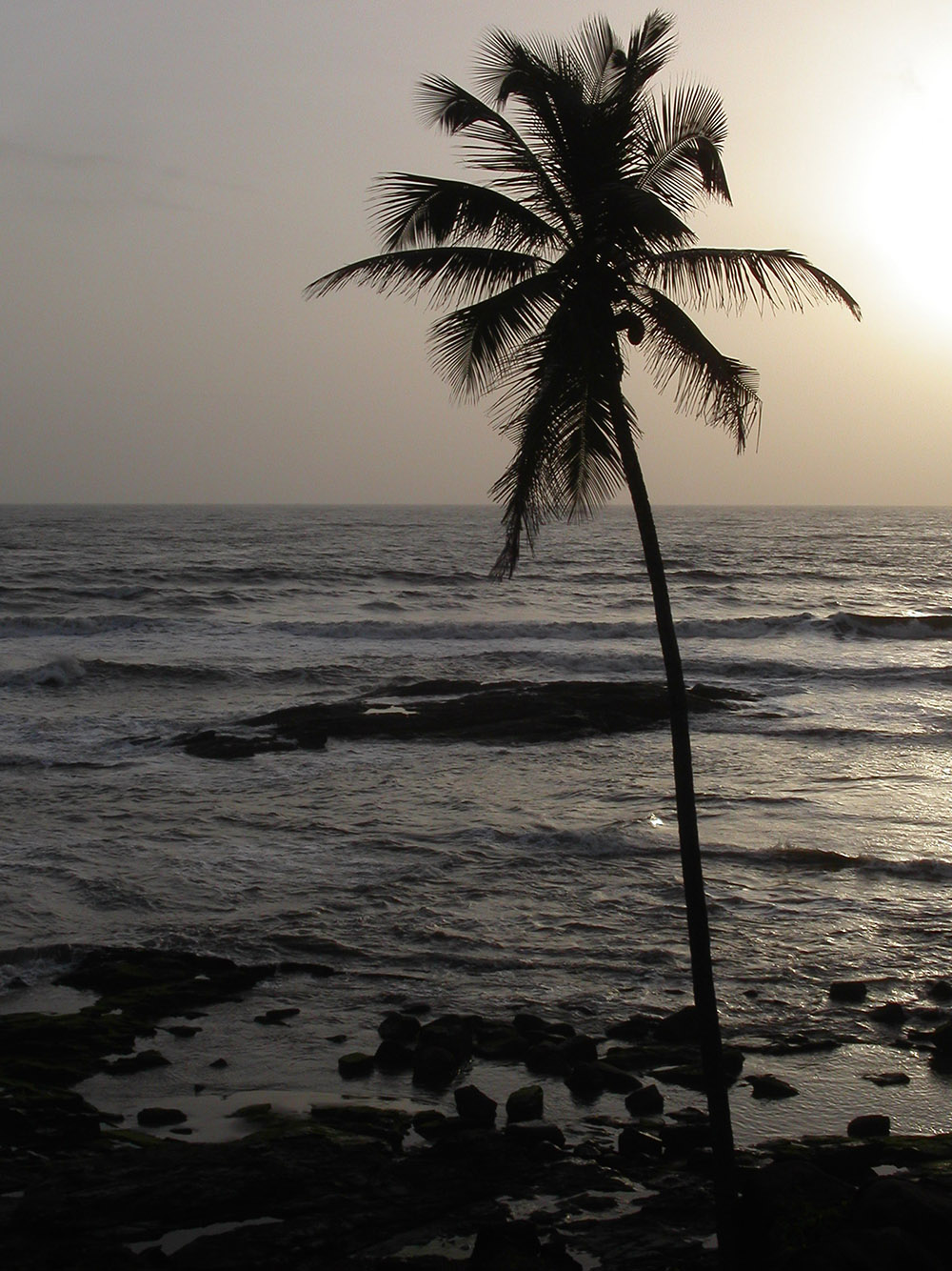 india/goa_palm_sunset_silhouette