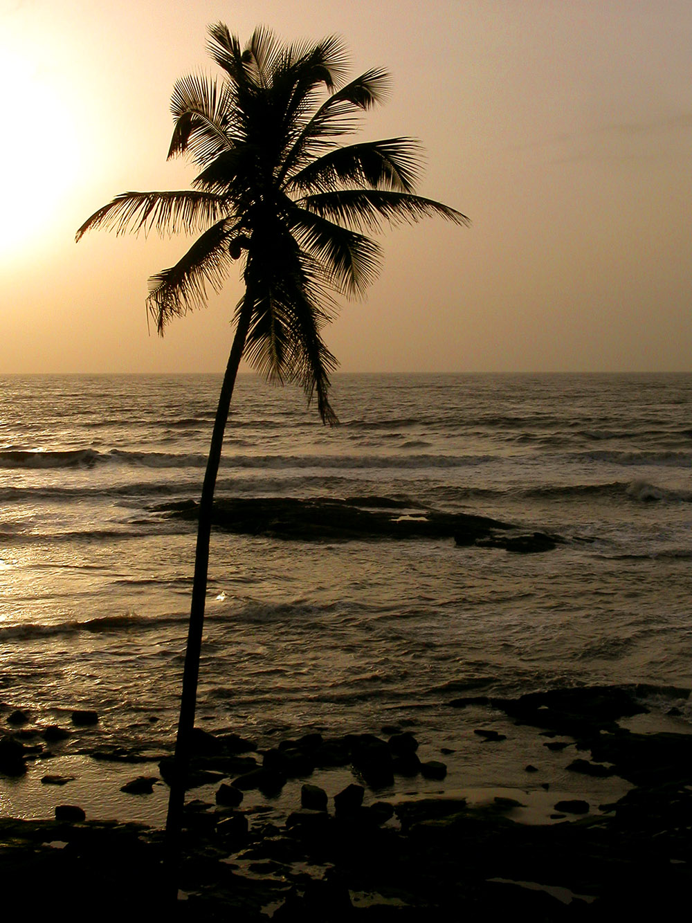 india/goa_tree_sunset
