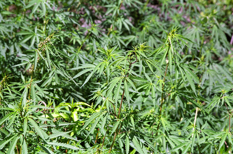 india/manali_cannibas_field