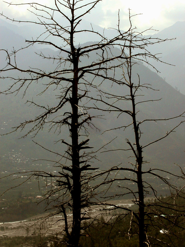 india/manali_dead_trees