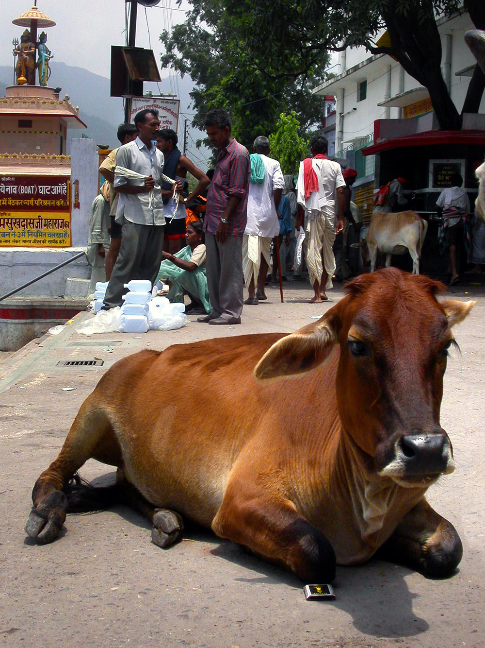 india/rishikesh_cow