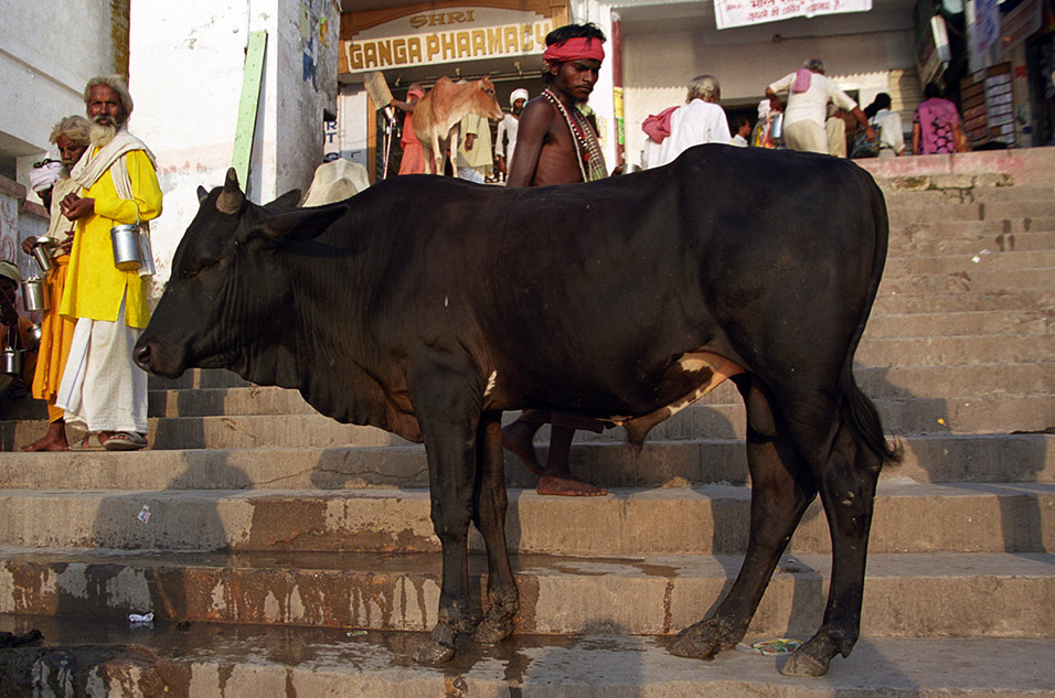 india/rishikesh_cow_sadhus