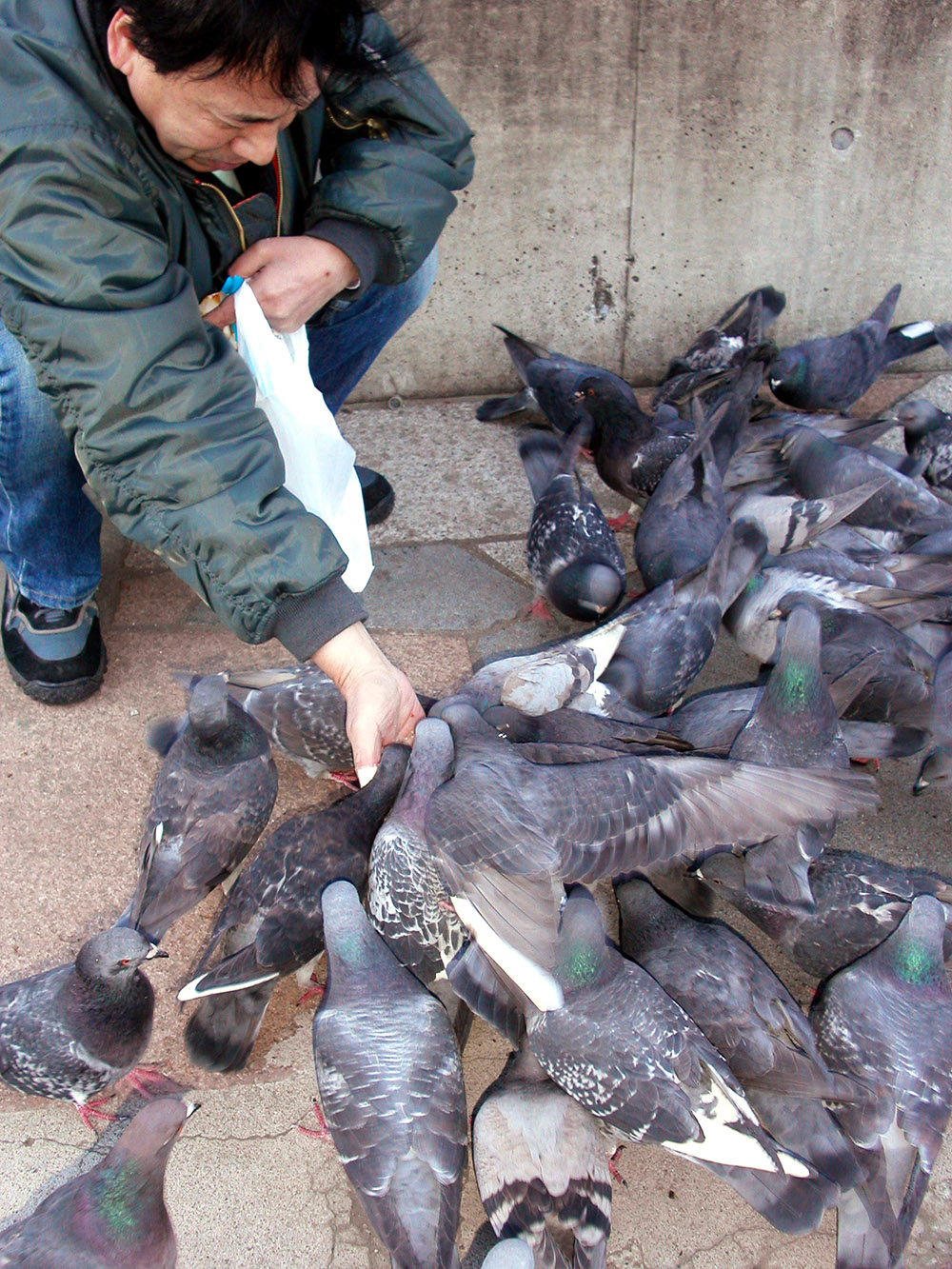japan/2003/tokyo_feeding_pigeons