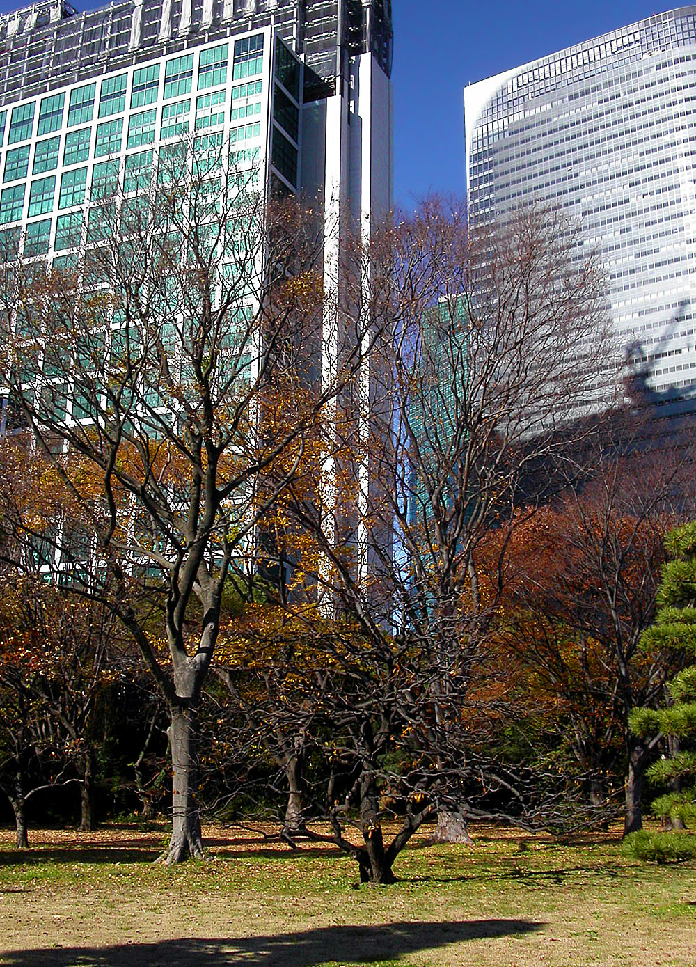 japan/2003/tokyo_garden_trees_buidlings